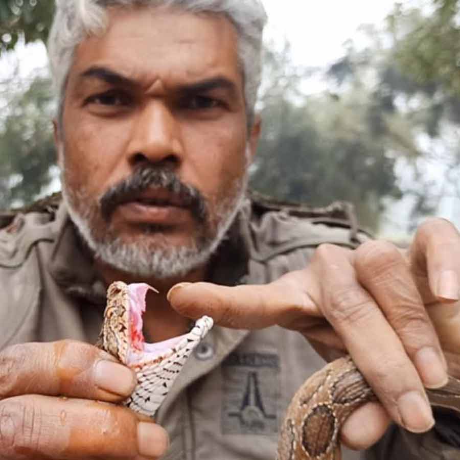 snake catcher barabanki